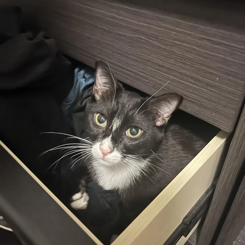 Butternut thumbnail 4