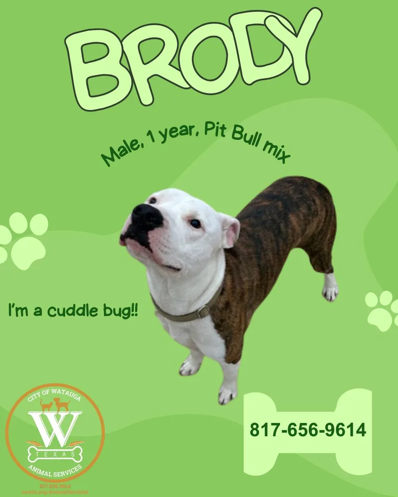A young medium-sized male Brindle Pit Bull Terrier dog named Brody for adoption in Watauga, TX