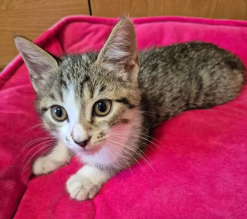 Freckles thumbnail 2