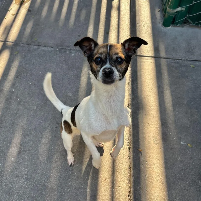 A young small-sized male Terrier dog named Canelo for adoption in Los Angeles, CA