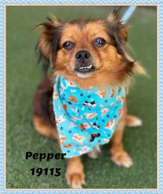 A senior small-sized female Tricolor (Brown, Black, & White) Pekingese dog named Pepper for adoption in Marietta, GA