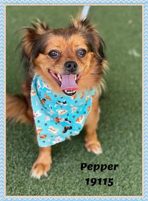 Pepper thumbnail 2