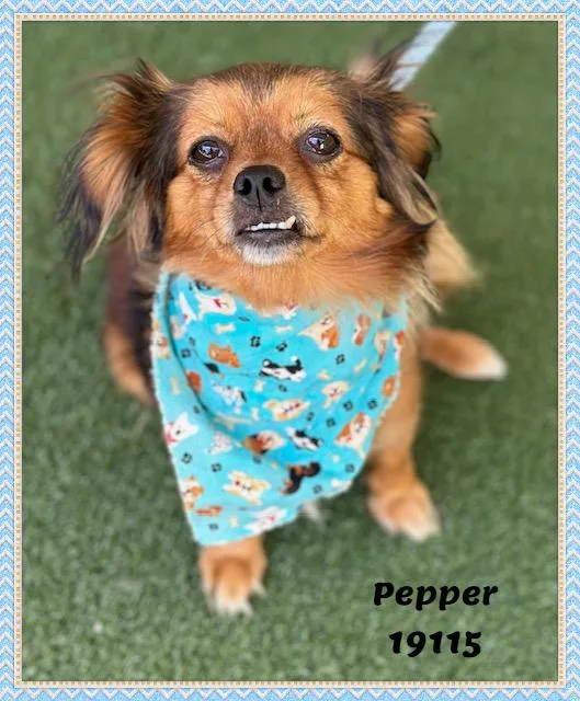 Pepper thumbnail 5