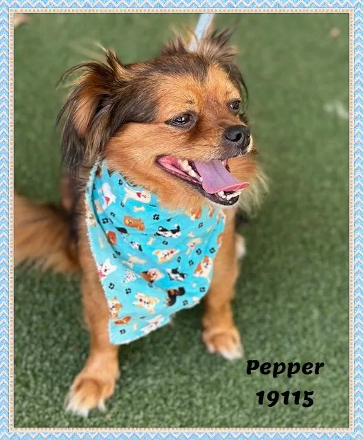 Pepper thumbnail 6