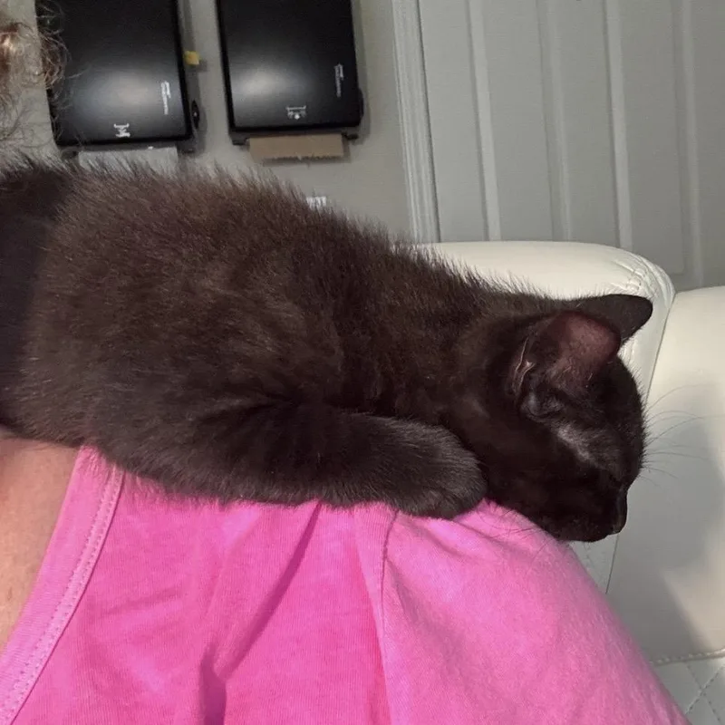 A baby small-sized female Black Domestic Short Hair cat named Kiwi for adoption in Fayetteville, GA
