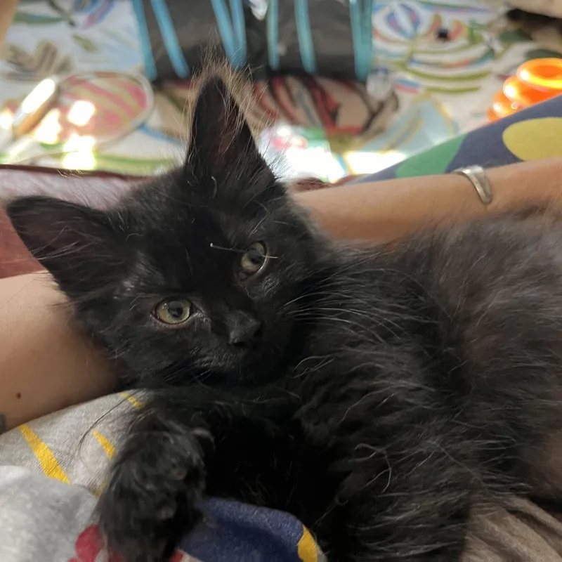 A baby small-sized female Black Domestic Long Hair cat named Stryke for adoption in St. Paul, MN