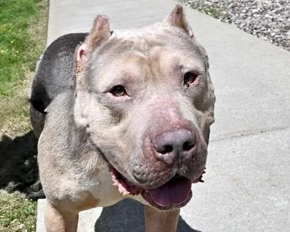 An adult large-sized male Mixed Breed dog named Hercules for adoption in West Seneca, NY