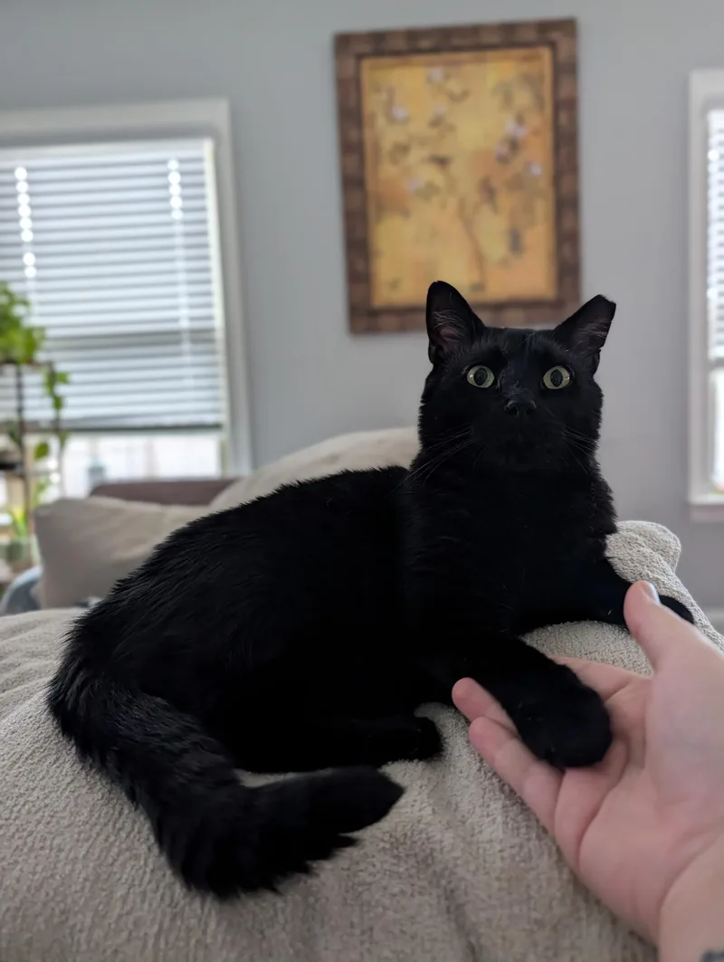 Romeo thumbnail 2