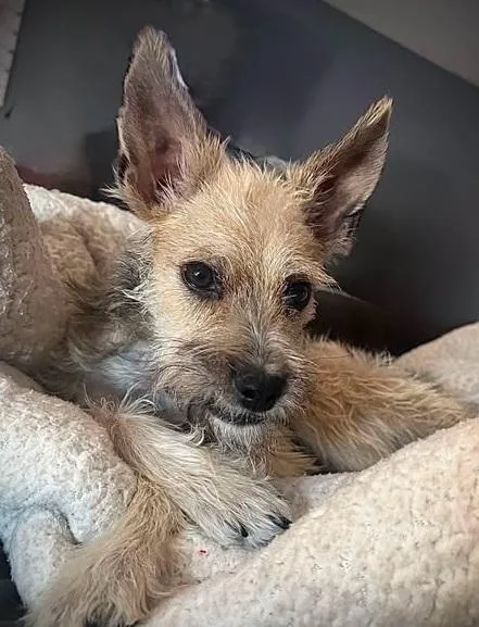 An adult small-sized female Yellow / Tan / Blond / Fawn Terrier dog named Rogue for adoption in San Tan Valley, AZ