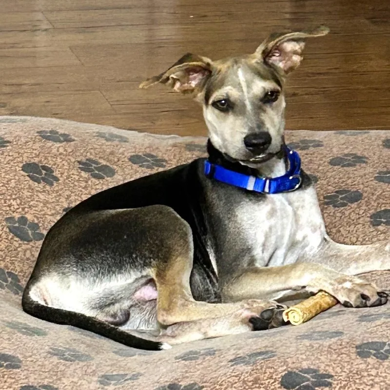 A young medium-sized male Tricolor (Brown, Black, & White) Whippet dog named Dakota for adoption in Corpus Christi, TX