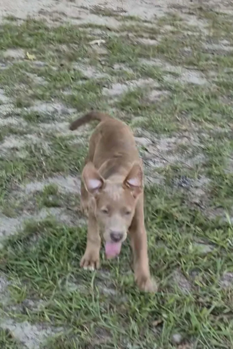 A baby medium-sized female Labrador Retriever dog named Nala for adoption in Hillsdale, NY