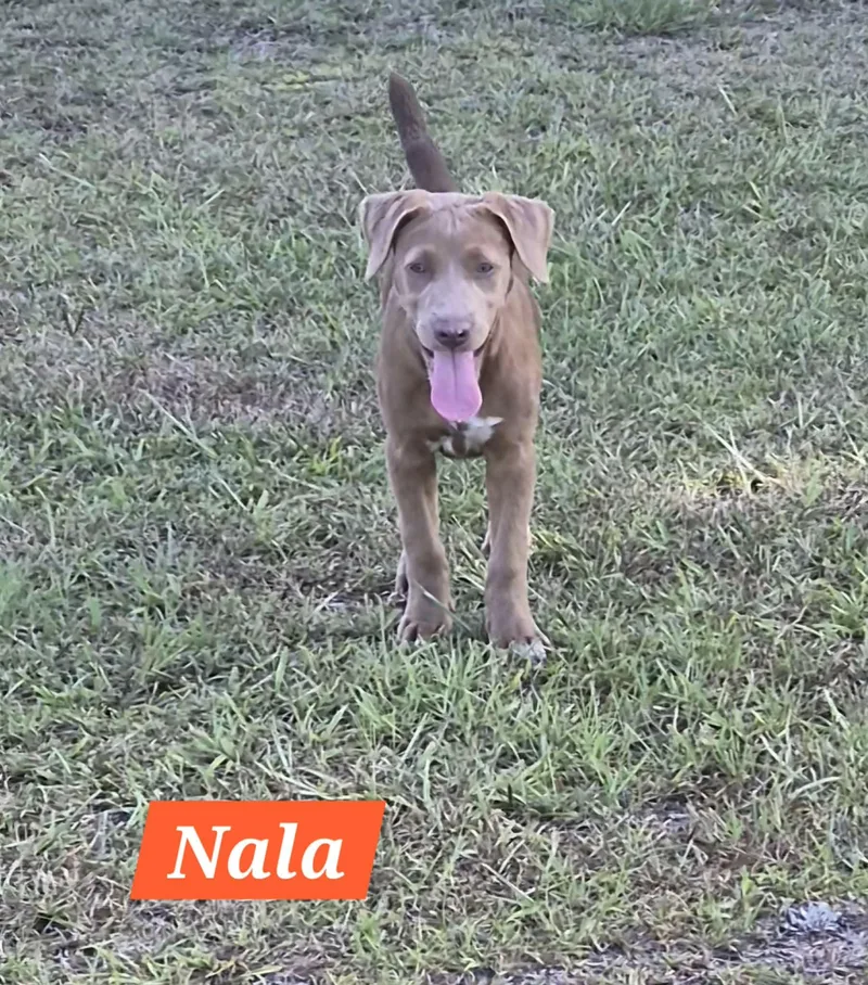 Nala thumbnail 2