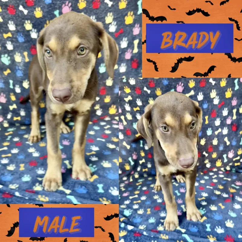 A baby medium-sized male Labrador Retriever dog named Brady for adoption in Manchester, CT