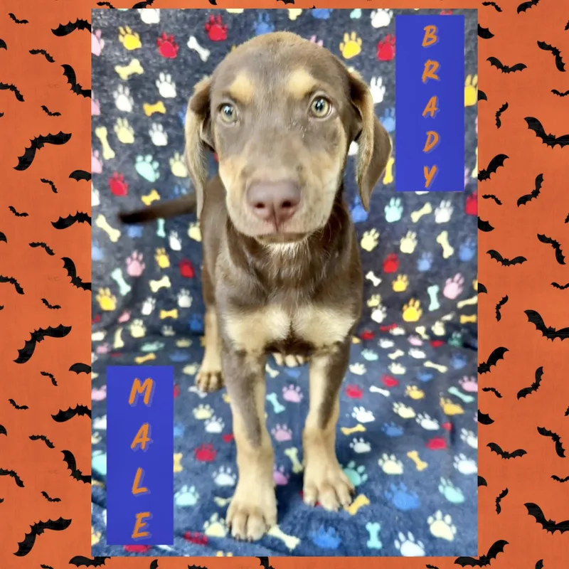 Brady thumbnail 2