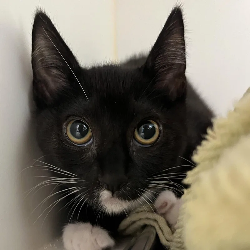 A baby small-sized female Black Domestic Short Hair cat named Kelly for adoption in Oakland, CA