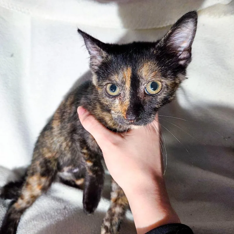 A baby small-sized female Black Domestic Short Hair cat named Lose It for adoption in San Diego, CA