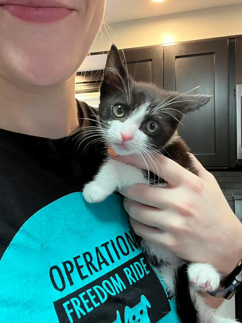 A baby medium-sized male Domestic Short Hair cat named Javier for adoption in Rochester , NY