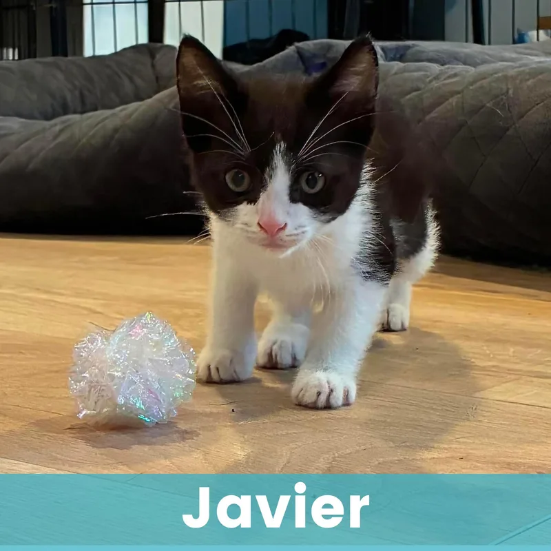 Javier thumbnail 6