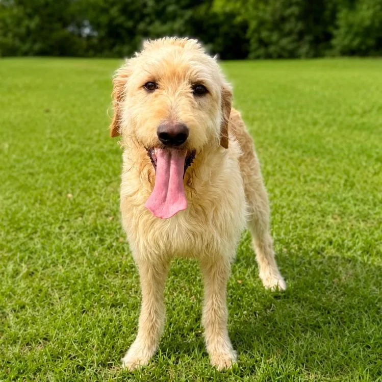 An adult medium-sized male Yellow / Tan / Blond / Fawn Labrador Retriever dog named Chauncey for adoption in New Orleans, LA