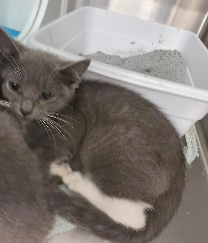 A baby small-sized female Domestic Short Hair cat named Tango for adoption in Athens, TN