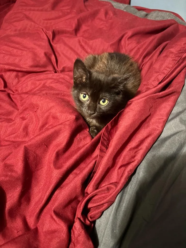 A baby medium-sized male Domestic Short Hair cat named Scar for adoption in Johnson City, TN
