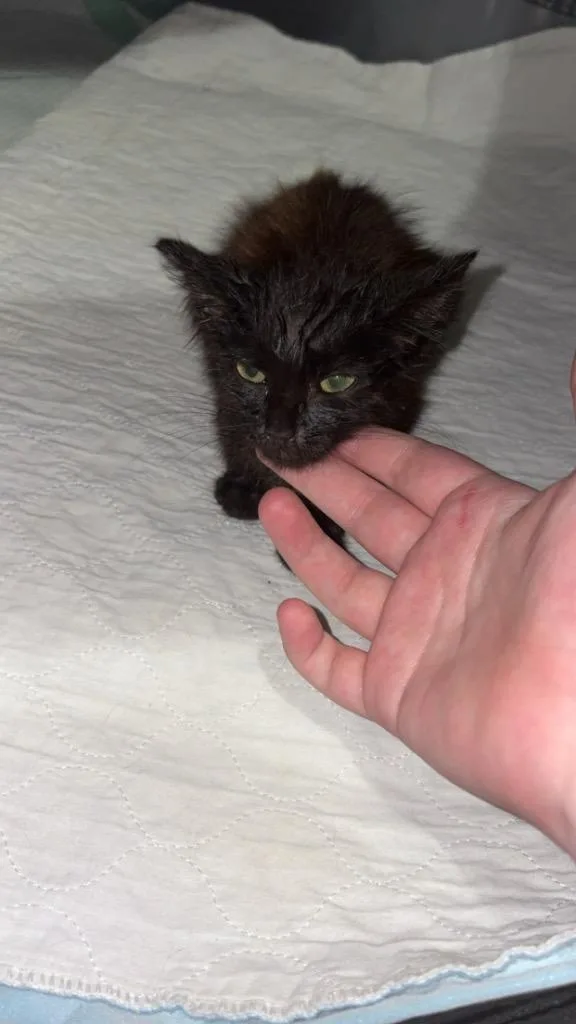 Scar thumbnail 2