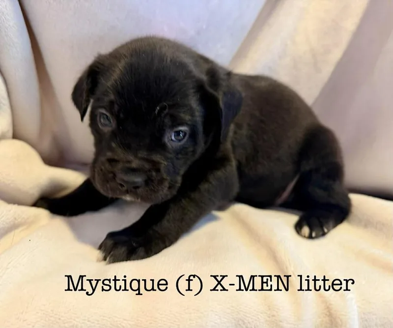 Mystique