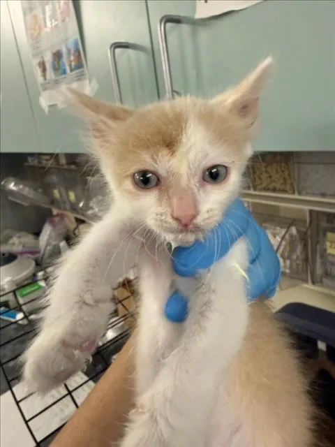 A baby small-sized male White Domestic Short Hair cat named Spruce for adoption in Woodland, CA