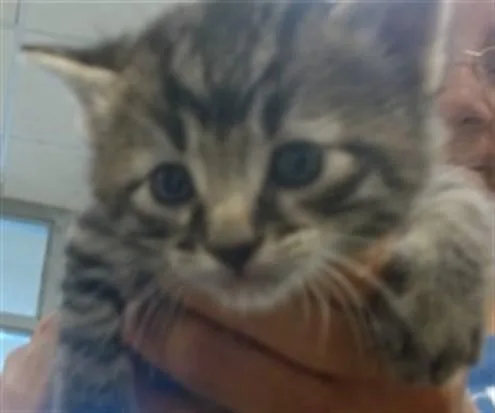 A baby small-sized male Domestic Short Hair cat named A for adoption in Oklahoma City, OK