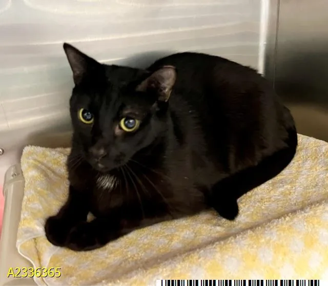 A young medium-sized male Domestic Short Hair cat named Antonio for adoption in West Palm Beach, FL