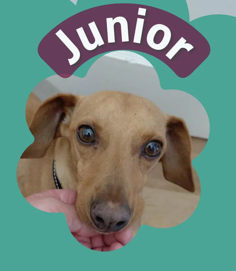 Junior