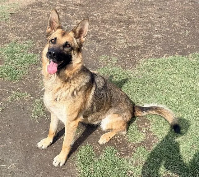 An adult large-sized female German Shepherd Dog dog named Jennie for adoption in Riverside, CA