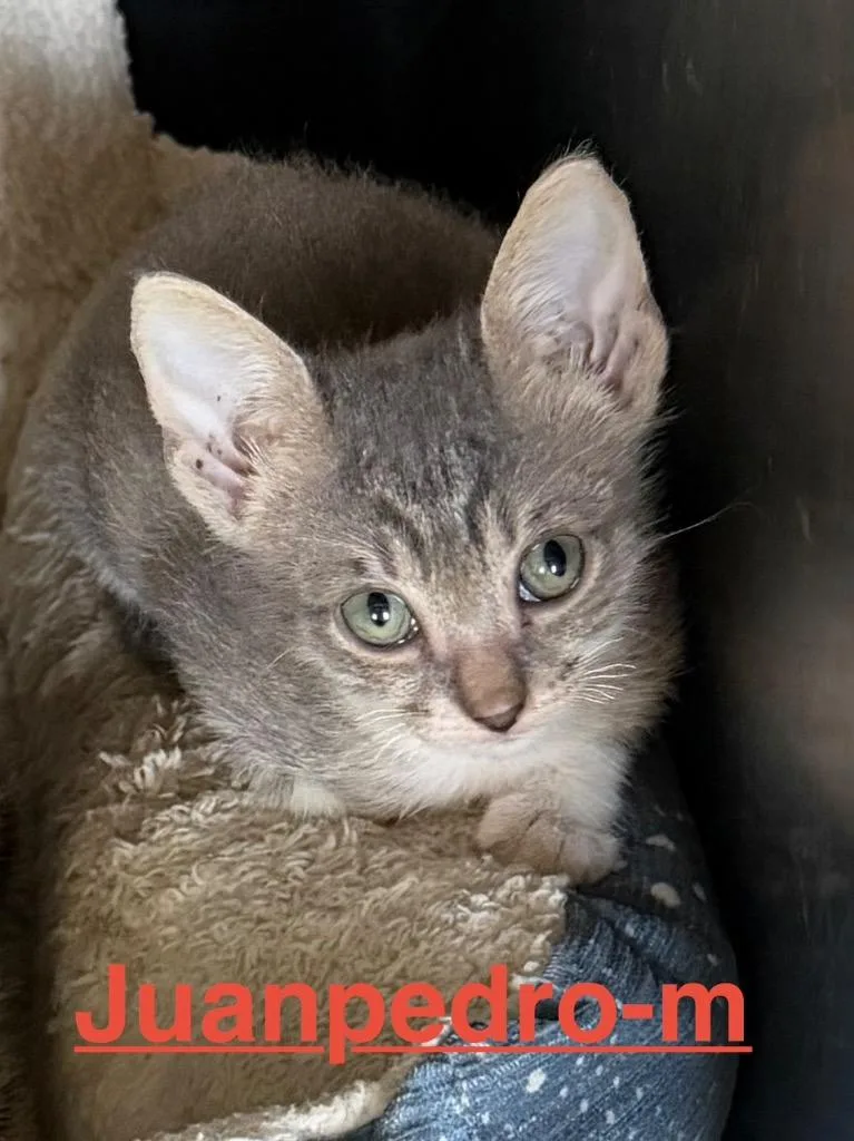 A baby small-sized male Tabby cat named Juanpedro for adoption in Brookhaven, MS
