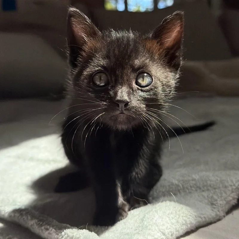 A baby medium-sized female Black American Shorthair cat named Nestle for adoption in Santa Monica, CA