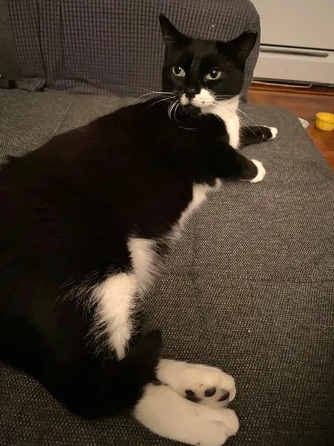 An adult medium-sized female Black & White / Tuxedo Bombay cat named Angelica And Dali for adoption in New York, NY