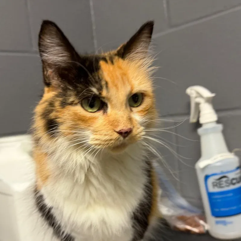 An adult medium-sized female Calico Domestic Medium Hair cat named Lila for adoption in Tuscaloosa, AL