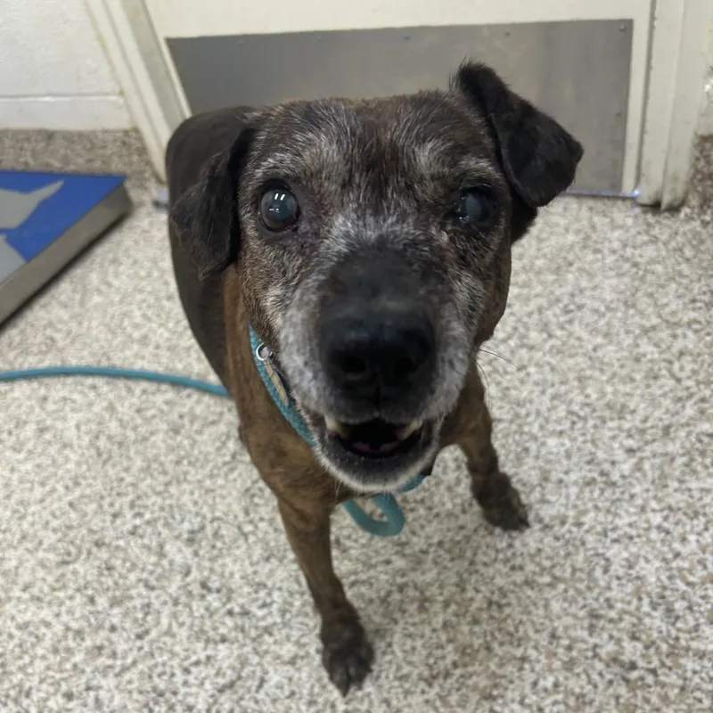 A senior medium-sized female Brindle Mixed Breed dog named Meemaw for adoption in Auburn, AL