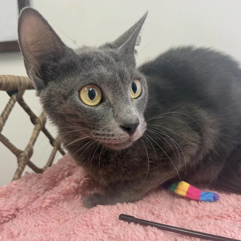 An adult medium-sized female Gray / Blue / Silver Domestic Short Hair cat named Marina for adoption in Houston, TX