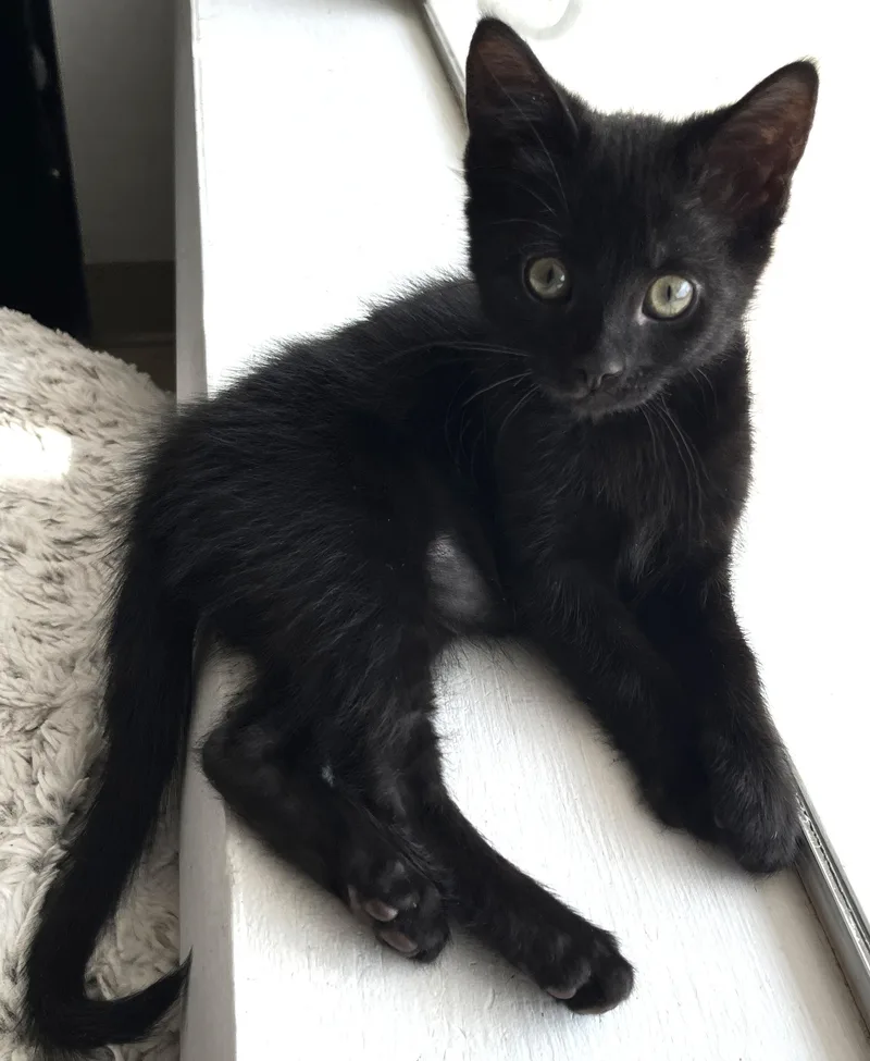 Juno