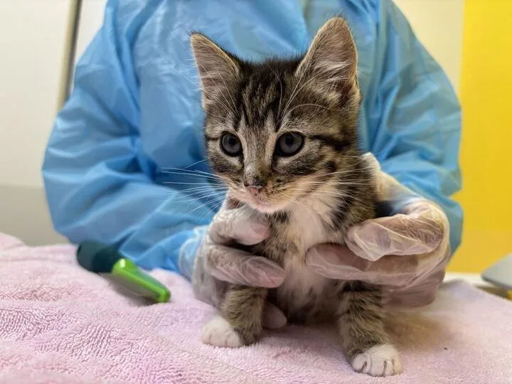A baby small-sized male Tabby (Brown / Chocolate) Domestic Short Hair cat named Damon for adoption in Raleigh, NC