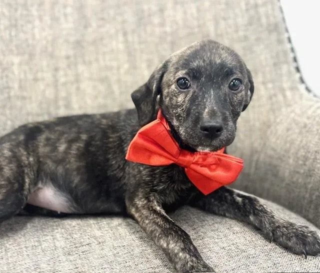 A baby medium-sized female Brindle Labrador Retriever dog named Iron for adoption in Hawk Point, MO