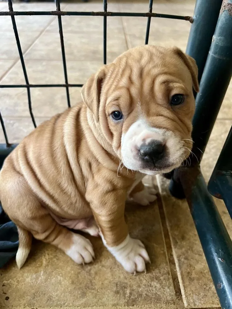 Lovelace thumbnail 2