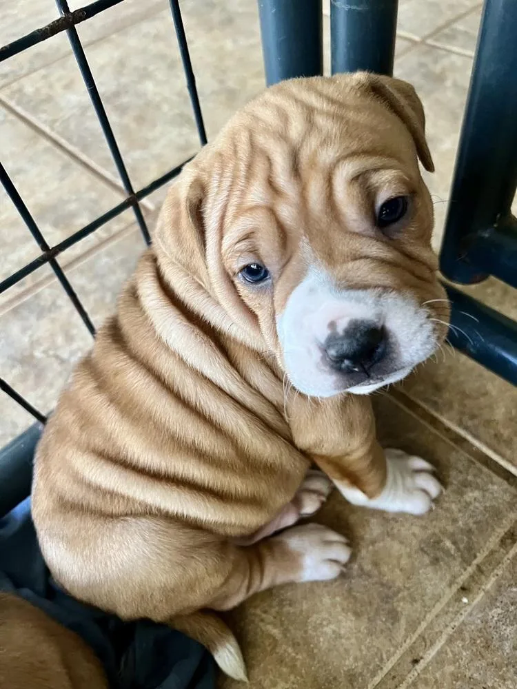 Lovelace thumbnail 3