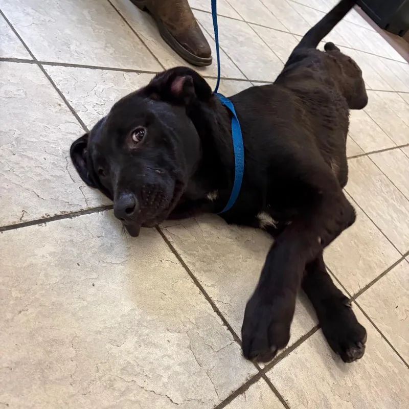 A young large-sized male Brindle Mixed Breed dog named Liquorice for adoption in Columbus, GA