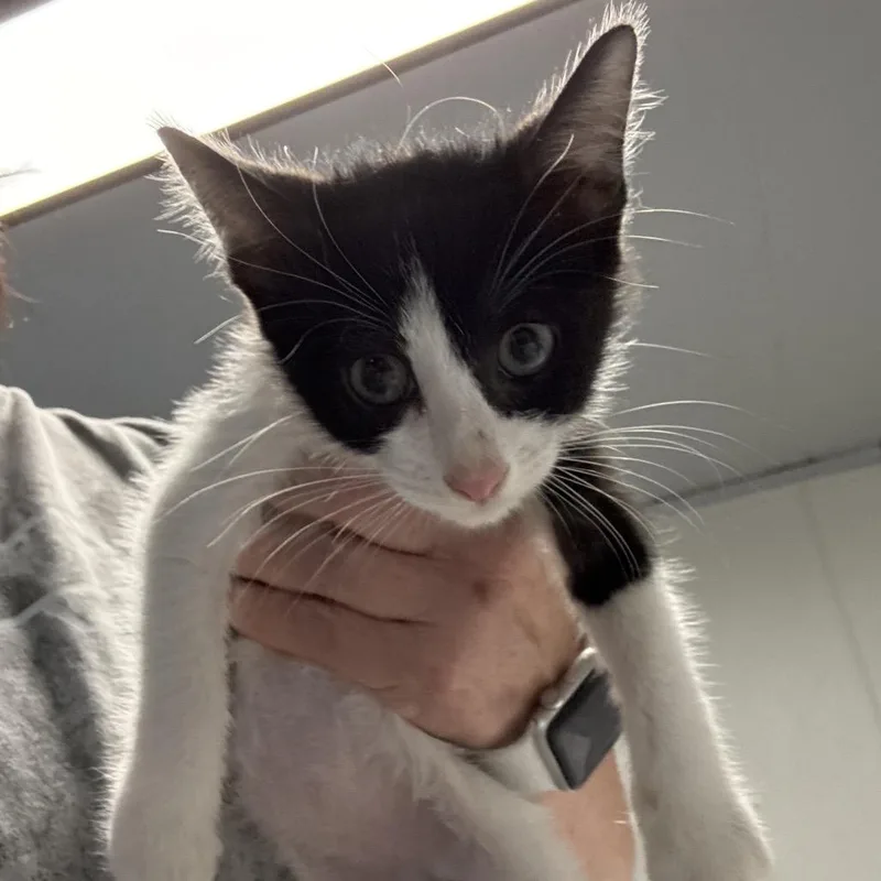 A baby small-sized male Black Domestic Short Hair cat named Hoggle for adoption in Hattiesburg, MS