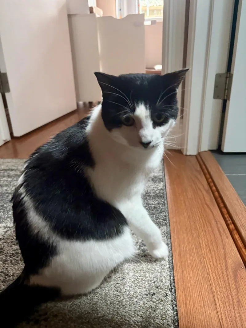 Bindi