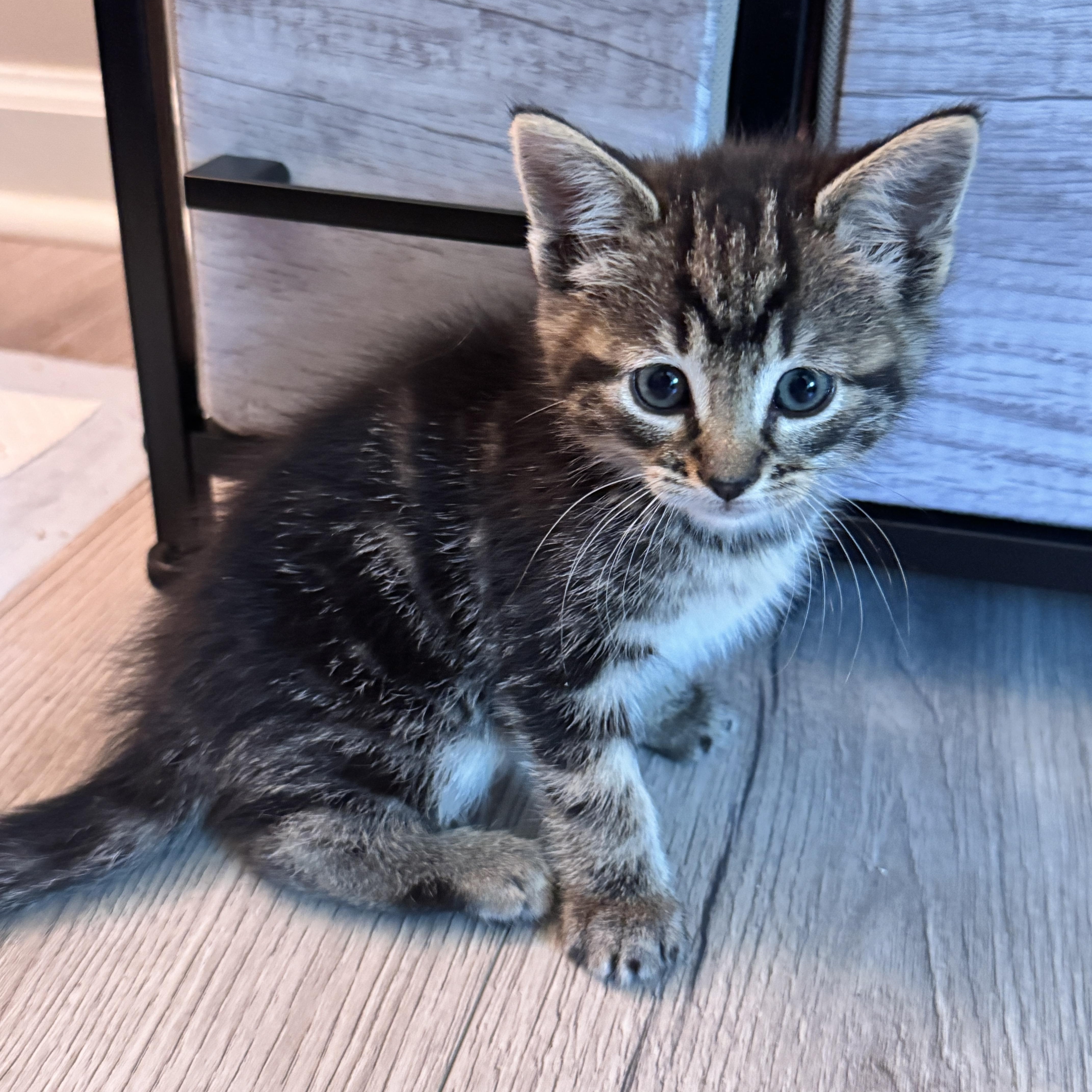A baby medium-sized male Tabby (Brown / Chocolate) Domestic Short Hair cat named Paulie for adoption in Bordentown, NJ