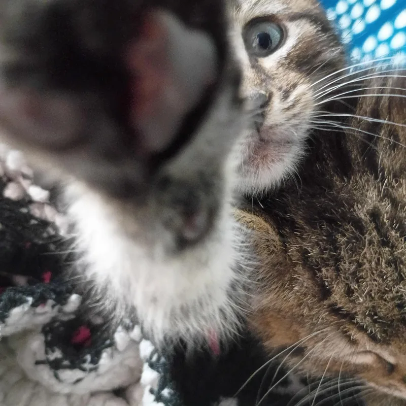Paulie thumbnail 3