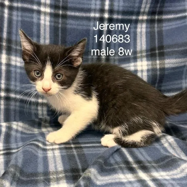A baby small-sized male Domestic Short Hair cat named Jeremy for adoption in New Tazewell, TN