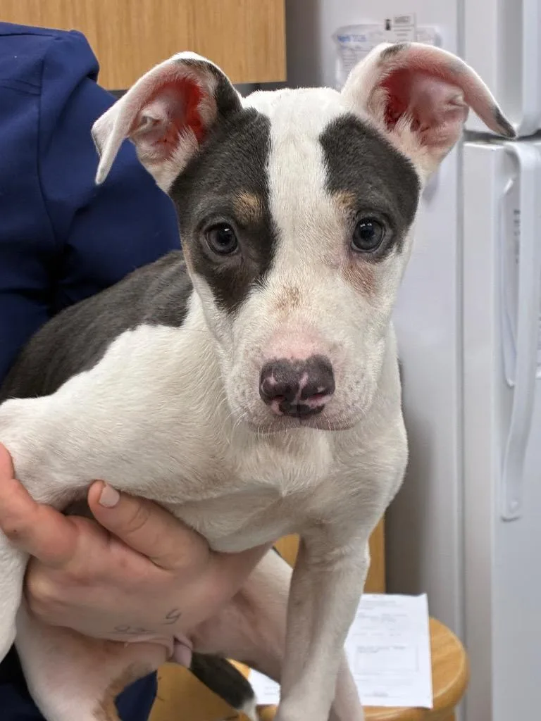 A baby medium-sized female Boxer dog named Raylin for adoption in Hartsville, SC